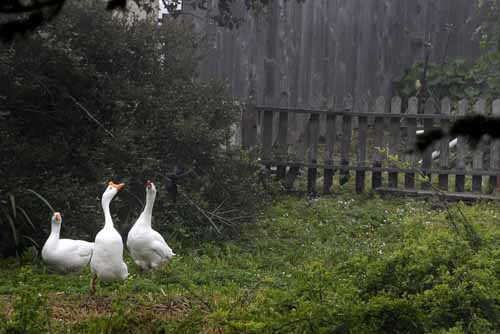 Mildred's Geese