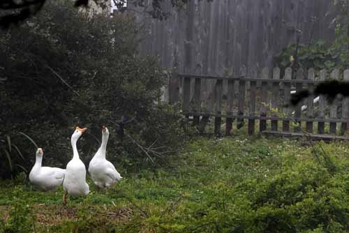 Mildreds Geese