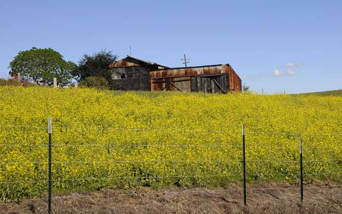 Mustard Field