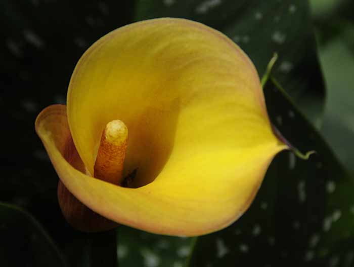 Cala Lily