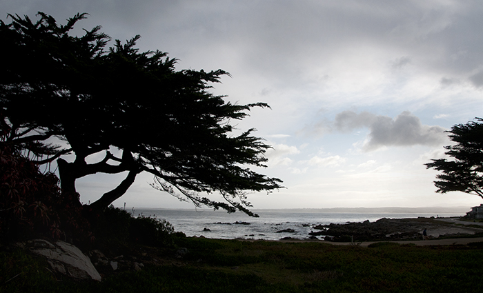 Lone Cypress, Pacific Grove (CA)