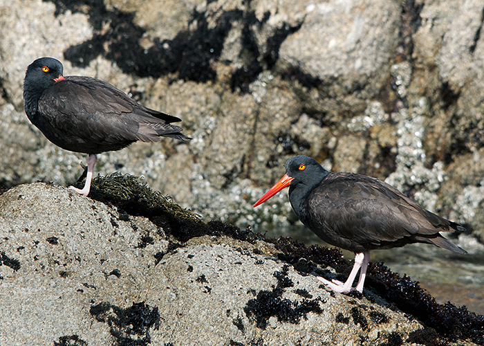 Oyster Catchers in Pacific Grove (CA)