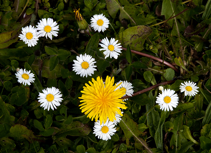 Those Wildflowers