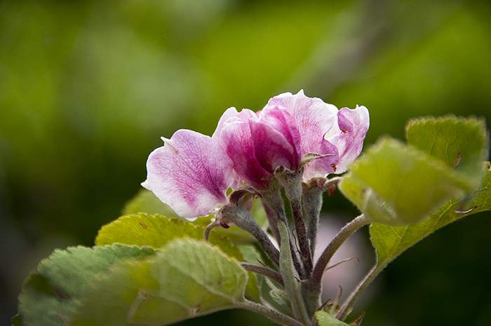 Flowers from the Garden