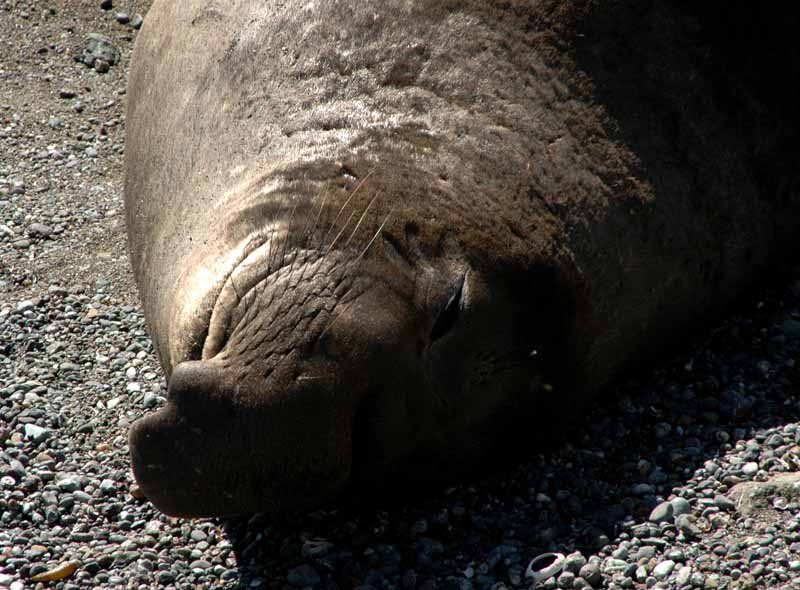  Elephant Seals of Piedras Blancas