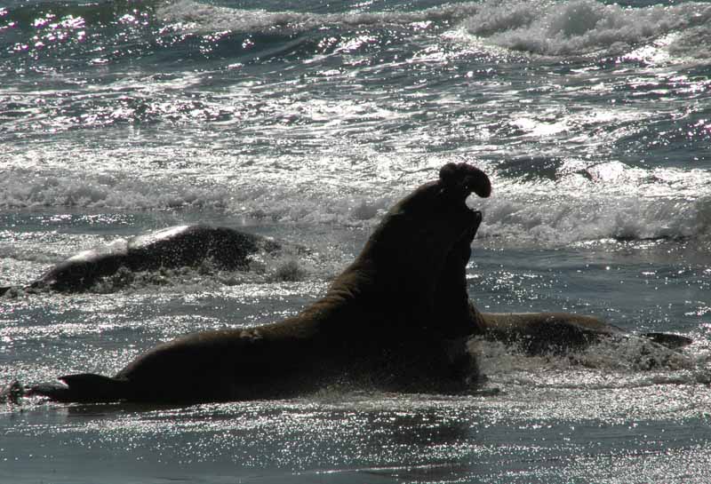  Elephant Seals of Piedras Blancas