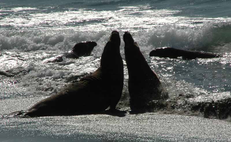  Elephant Seals of Piedras Blancas