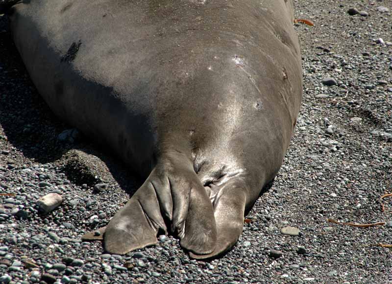  Elephant Seals of Piedras Blancas