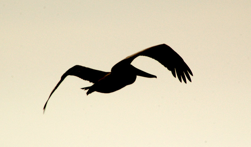 Brown Pelican