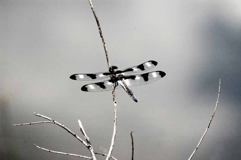 Dragonfly at Rest