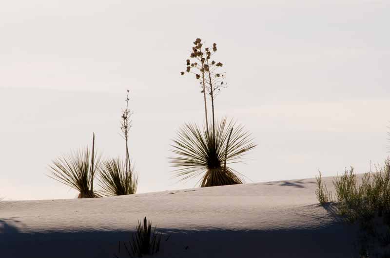 White Sands National Monument