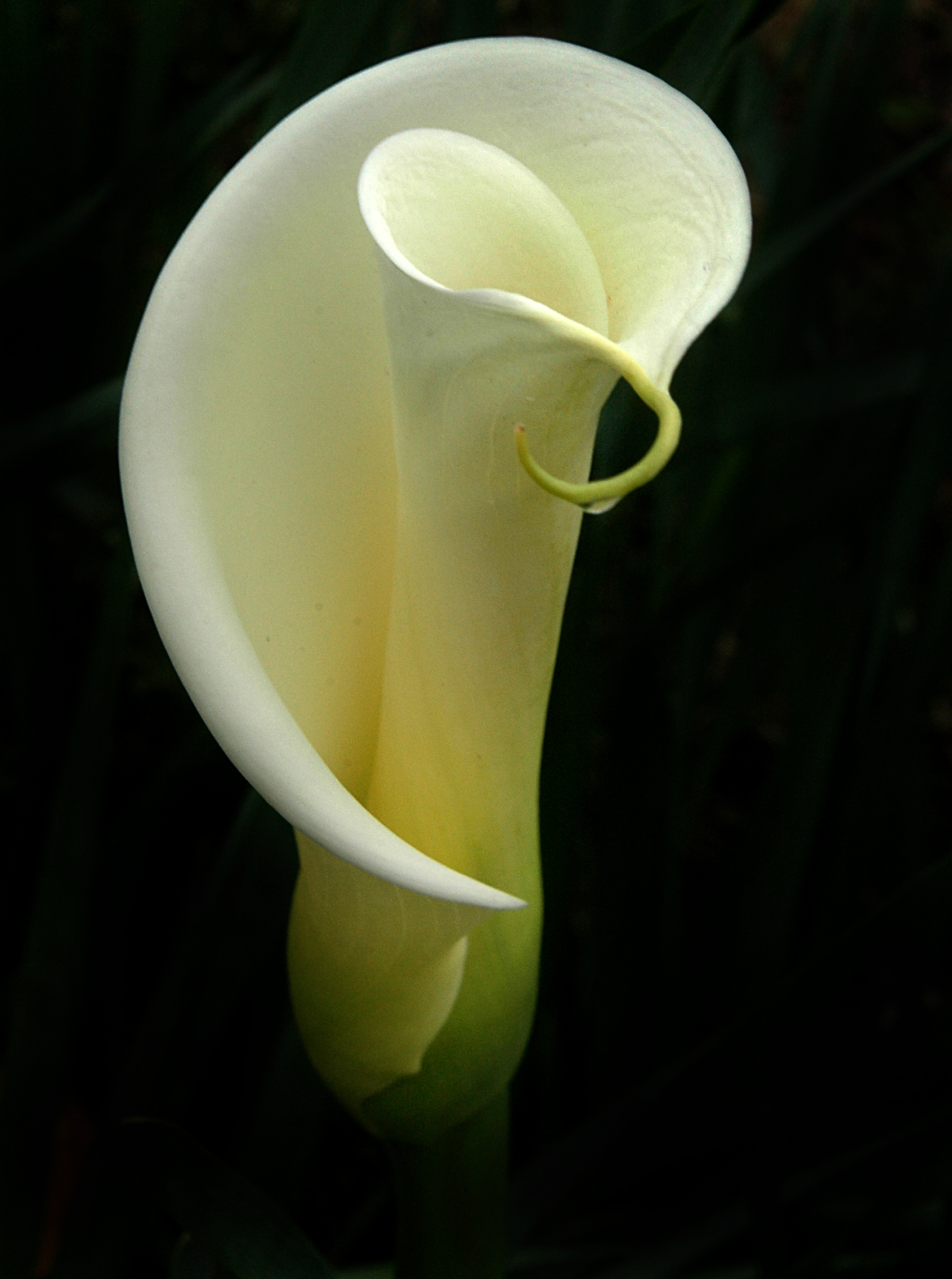 Cala Lily