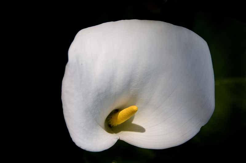 Cala Lily