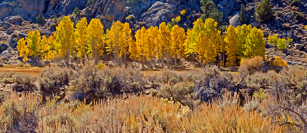 Hwy 395 View