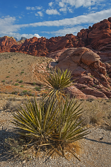 The Calico Hills