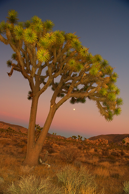 Joshua Tree atDusk