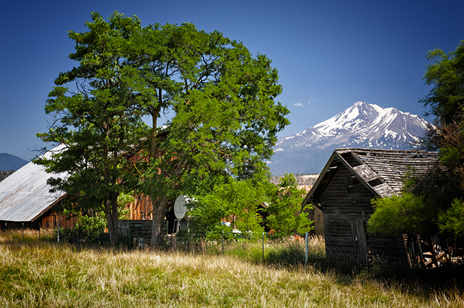 Farm & Fine Old Tree