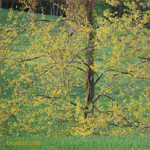 Spring Returns