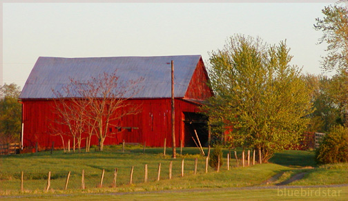 Country Life