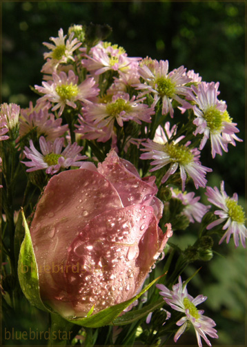 Rose and Daisies