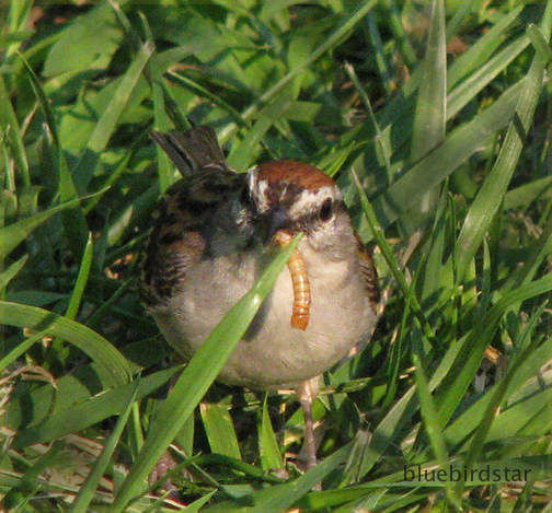 Sparrow