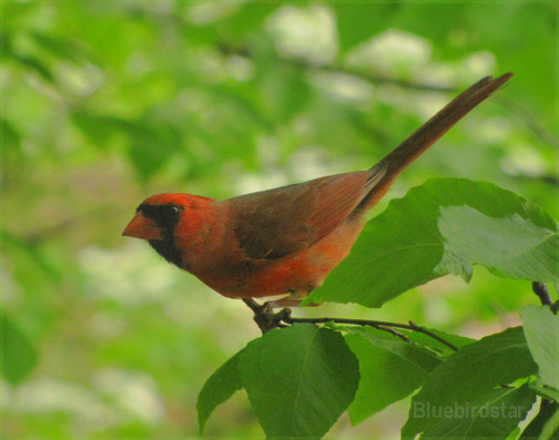 Cardinal - Male