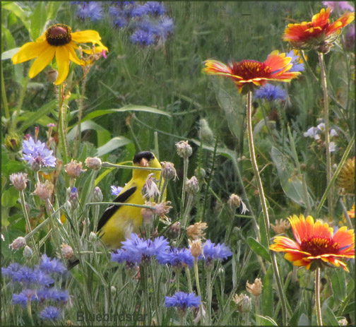 Goldfinch