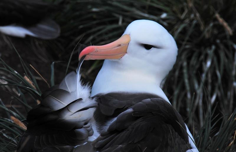 Blackbrowed Albatross
