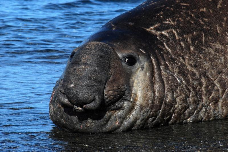 Bull Elephant Seal