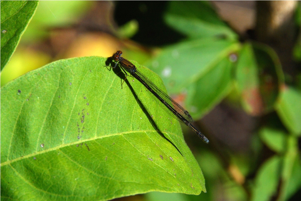 Black Sprite - Pseudagrion commoniae - Chicamba Dam Mozambique  DSC_3060.JPG