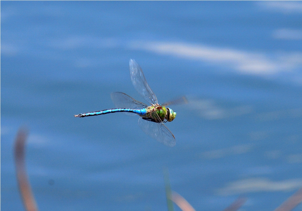 Blue Emperor - Anax imperator - Nyanga Zimbabwe  DSC_5420.JPG