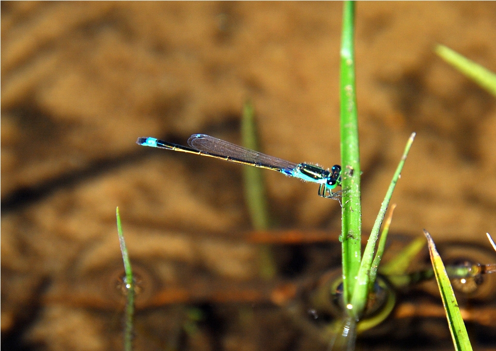 Common Bluetail - Ischnura senegalensis - Beira Mozambique  DSC_1325.JPG
