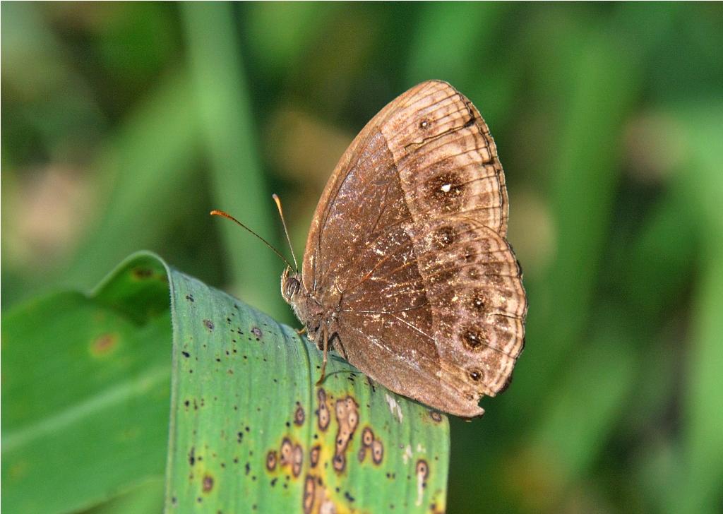 Common Bush Brown - Bicyclus safitza safitza - Gorongosa Mozambique  DSC_4226.JPG