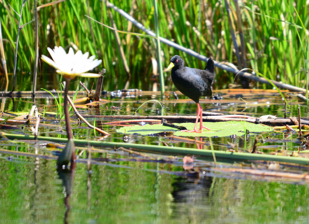 Stanley Camp - Okavango Delta - Botswana - ADS_7930.jpg