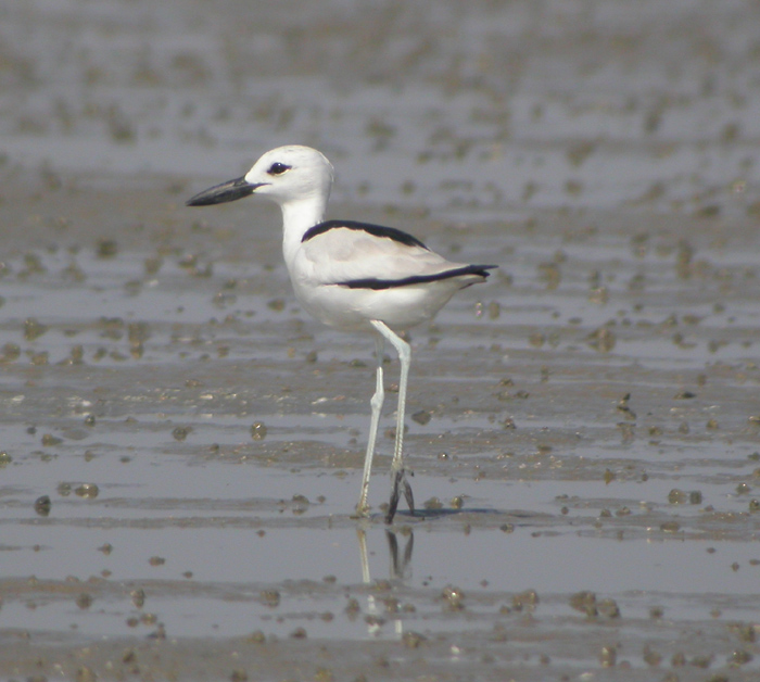 Hgerpipare, adult