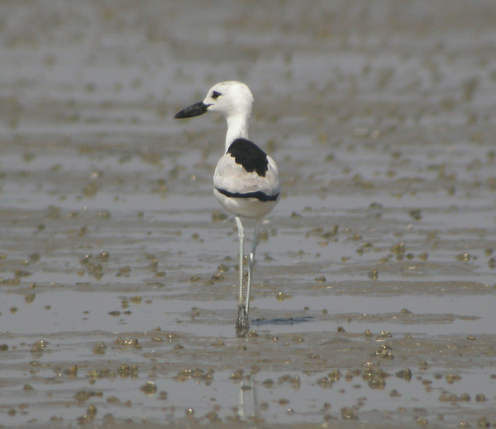 Hgerpipare, adult