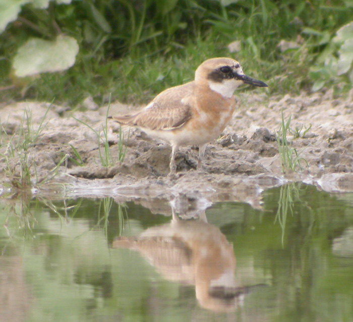kenpipare ♂ (ssp crassirostris )