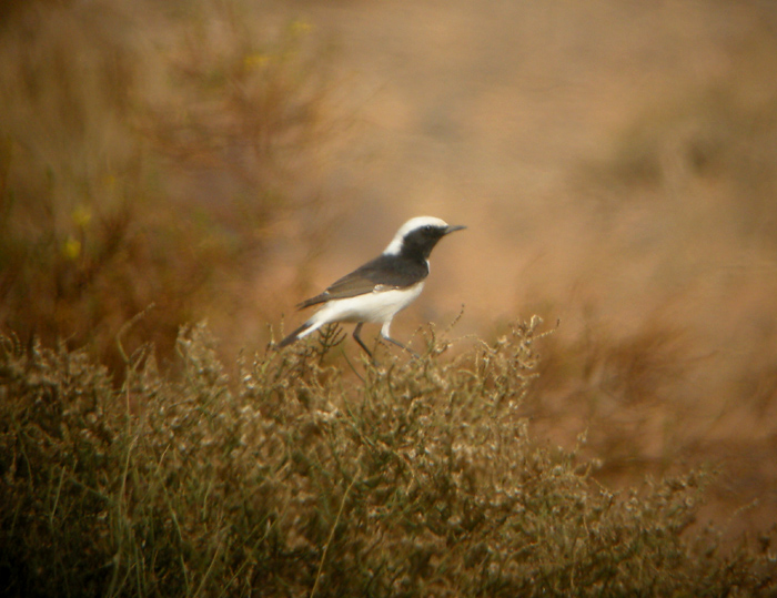 Sorgstenskvtta ♂, ssp halophila