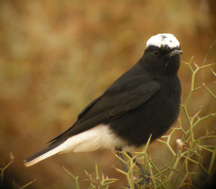 Vitkronad stenskvtta, adult