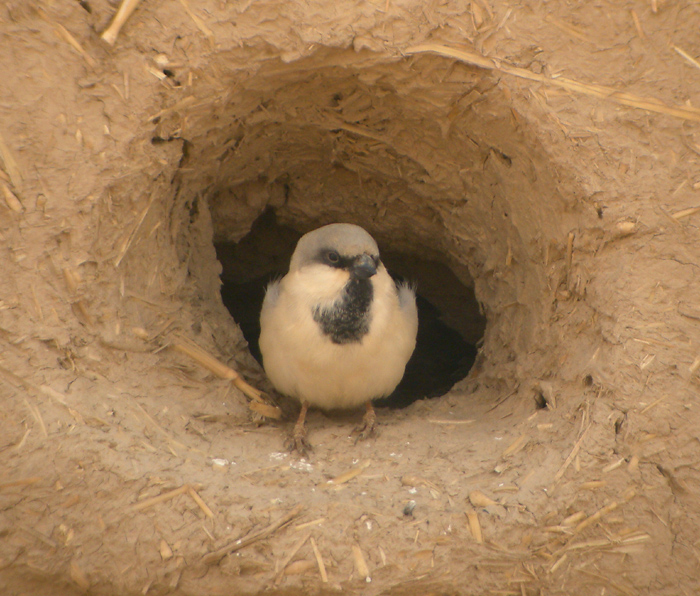 kensparv ♂