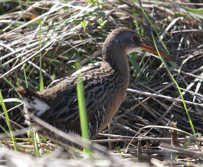 Clapper Rail 6595