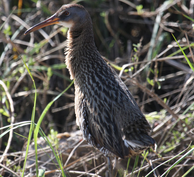 Clapper Rail 6603