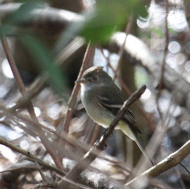 Least Flycatcher 9801