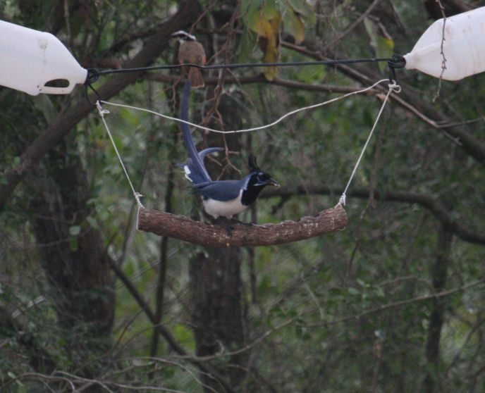 Black-throated Magpie-Jay 8954