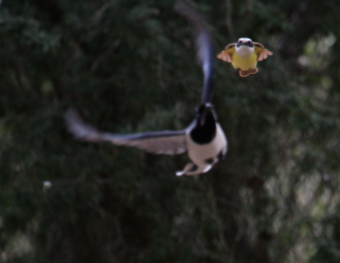 Great Kiskadee 8960