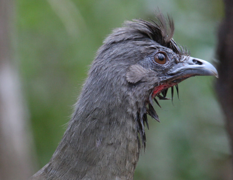 Plain Chachalaca 9103