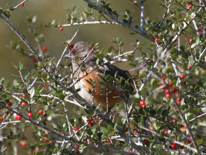 Spotted Towhee 6675