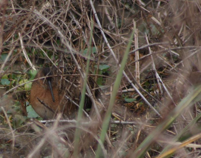 King Rail 6096