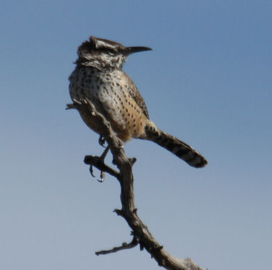 Cactus Wren 9826