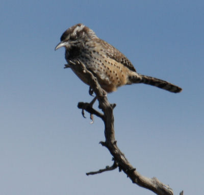 Cactus Wren 9828